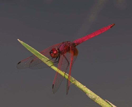 2007_01_28_Thailand_Nakhon Ratchasima Trithemis aurora 2007_01_28_Thailand_Nakhon Ratchasima Trithemis aurora